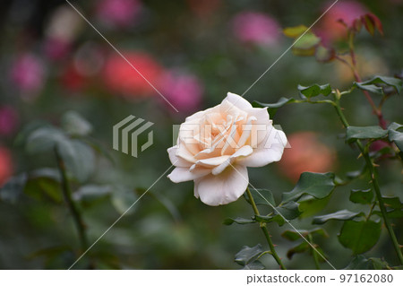 Cream-colored roses blooming in the autumn rose garden Cream-colored roses blooming in the autumn rose garden 97162080