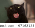 A cat that put down her tongue 97162123