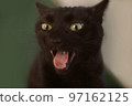 Cat with open mouth 97162125