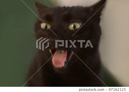 Cat with open mouth 97162125
