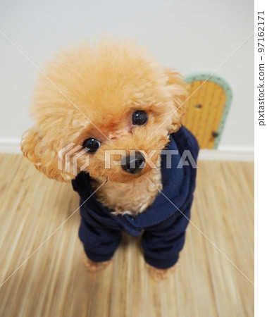 Teacup Poodle Puppy Teacup Poodle Puppy 97162171