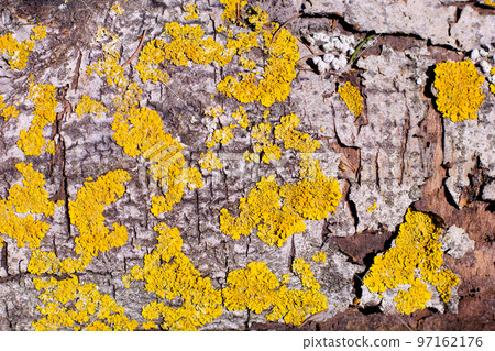 Bark texture 97162176