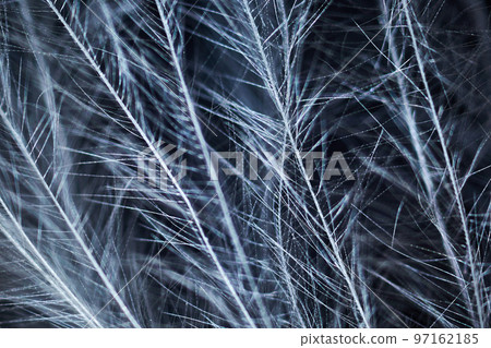 Bird feather under the microscope Bird feather under the microscope 97162185