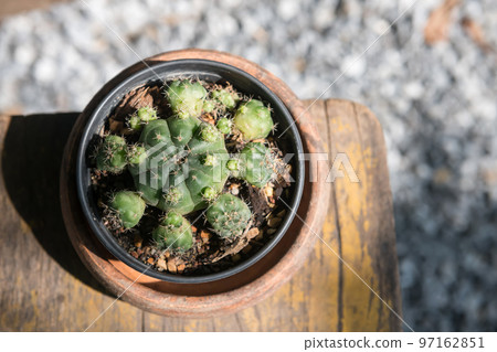top view of cactus on wooden table with natural light top view of cactus on wooden table with natural light 97162851