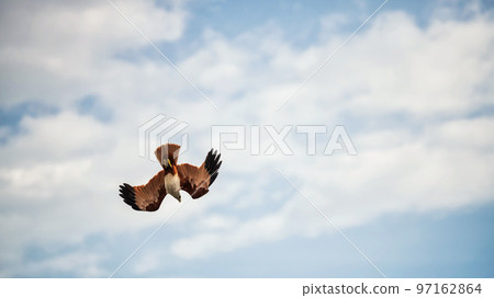Brahminy kite or red-backed sea-eagle bird against blue sky and cloud 97162864