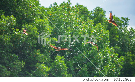 Brahminy kite eagles fly with rain at mangrove forest, Chanthaburi Brahminy kite eagles fly with rain at mangrove forest, Chanthaburi 97162865