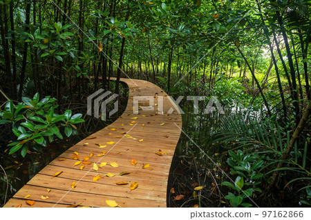 wooden curve walkpath through mangrove forest and swamp, Chanthaburi wooden curve walkpath through mangrove forest and swamp, Chanthaburi 97162866