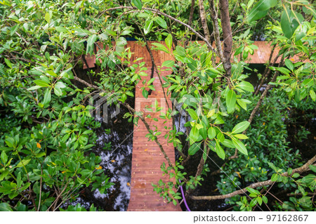 Top view of mangrove tree leaf and wood walkpath, Chanthaburi Top view of mangrove tree leaf and wood walkpath, Chanthaburi 97162867