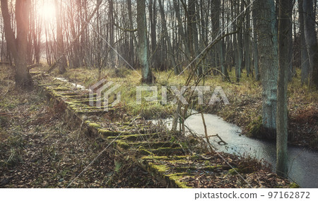 Broken wooden bridge in a swamp forest. 97162872