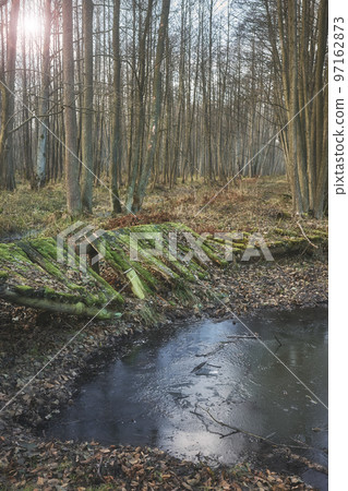Broken wooden bridge in a swamp forest. 97162873