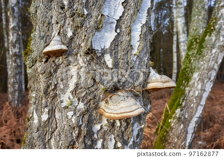 Polypores growing on a birch trunk, selective focus. 97162877