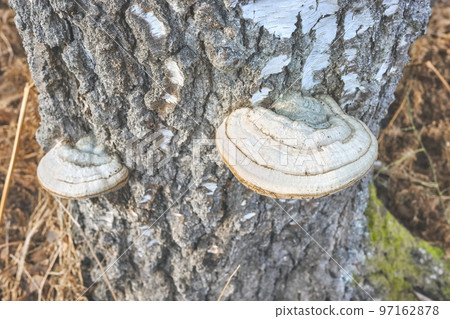 Close up picture of polypores growing on a birch trunk, selective focus. 97162878