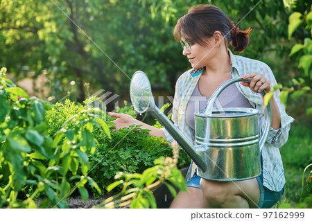 Middle-aged woman with watering can near garden bed with spicy fragrant herbs Middle-aged woman with watering can near garden bed with spicy fragrant herbs 97162999