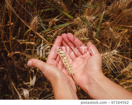 Gold wheat field and green hill. Roggenburg, Switzerland. 97164502