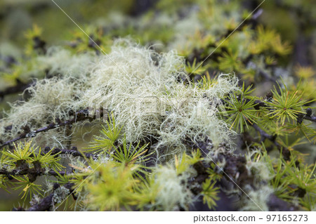 Usnea lichen in a larch tree in Valais (Switzerland) 97165273