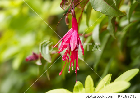 Beautiful blooming purple pink fuchsia flowers with green leaves in the garden 97165783