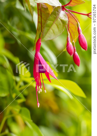 Beautiful blooming purple pink fuchsia flowers with green leaves in the garden 97165784