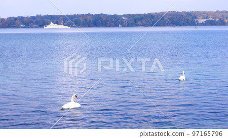 KONSTANZ, GERMANY - 14 OCT 2015: Two white swans on the move on Lake Constance 97165796