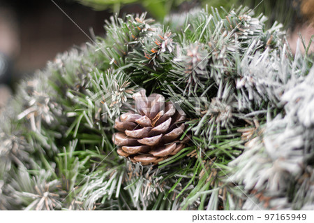 Christmas wreath. Evergreen tree with cone. Coniferous tree close up. Pine tree with cone and snow. Christmas tree decoration. Winter nature in details. Frost on pine tree needles. Christmas wreath. Evergreen tree with cone. Coniferous tree close up. Pine tree with cone and snow. Christmas tree decoration. Winter nature in details. Frost on pine tree needles. 97165949