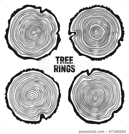 Round tree trunk cuts, sawn pine or oak slices, lumber. Saw cut timber, wood. Wooden texture with tree rings. Hand drawn sketch. Vector illustration Round tree trunk cuts, sawn pine or oak slices, lumber. Saw cut timber, wood. Wooden texture with tree rings. Hand drawn sketch. Vector illustration 97166004