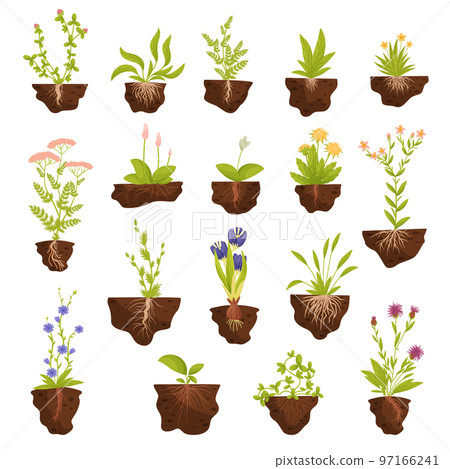 Plant Growing with Roots in Soil Big Vector Set Plant Growing with Roots in Soil Big Vector Set 97166241