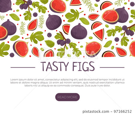 Fig Food Design with Ripe Fruit with Purple Skin Vector Template Fig Food Design with Ripe Fruit with Purple Skin Vector Template 97166252