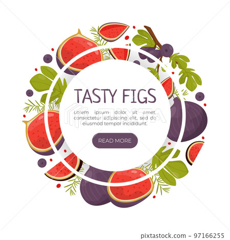 Fig Food Design with Ripe Fruit with Purple Skin Vector Template Fig Food Design with Ripe Fruit with Purple Skin Vector Template 97166255