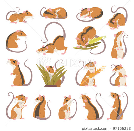 Field Mouse as Small Rodent with Long Tail and Dorsal Black Stripe Big Vector Set Field Mouse as Small Rodent with Long Tail and Dorsal Black Stripe Big Vector Set 97166258