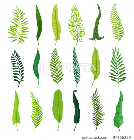 Green Ferns and Frond Foliage on Stem Big Vector Set Green Ferns and Frond Foliage on Stem Big Vector Set 97166259
