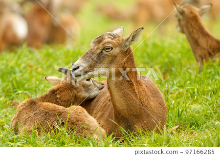Portrait of female mouflon with male baby, 2 mammals relaxing in grass. European mouflons, ovis aries musimon. 97166285