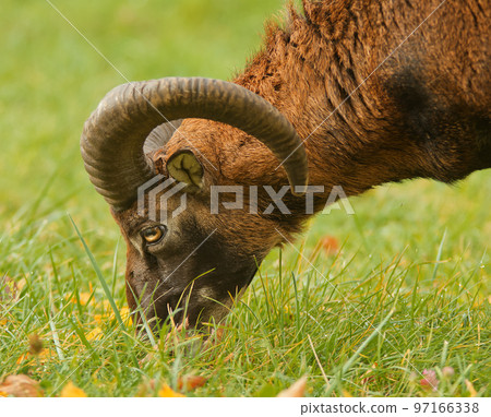 Close-up profile portrait of an adult male mouflon head with huge horns grazing on a grassy meadow. 97166338