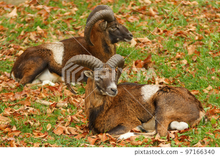 Two adult male mouflon with massive horns lying on a grassy meadow, autumn day, no people. 97166340