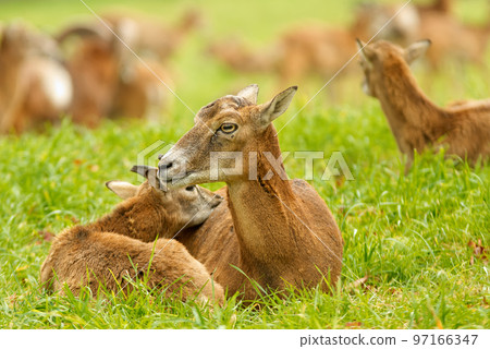 Female mouflon with a male cub, 2 mouflon lying in the grass. European mouflons, ovis aries musimon. 97166347
