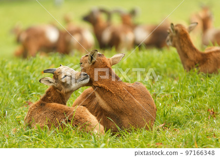 Female mouflon with a male cub, 2 mouflon lying in the grass. European mouflons, ovis aries musimon. Female mouflon with a male cub, 2 mouflon lying in the grass. European mouflons, ovis aries musimon. 97166348