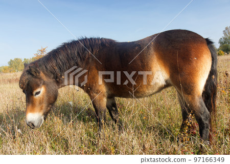 Wild Exmoor pony grazing freely in a steppe landscape, sunny autumn day shortly after sunrise. Wild Exmoor pony grazing freely in a steppe landscape, sunny autumn day shortly after sunrise. 97166349