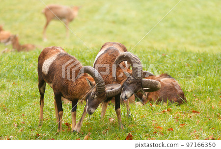 Two adult male mouflons with huge gorns fighting in a meadow. 97166350
