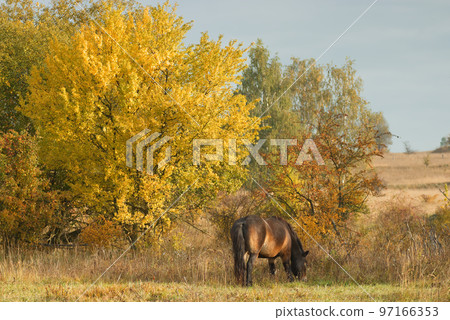 Wild Exmoor pony grazing freely in a steppe landscape, sunny autumn day shortly after sunrise. Wild Exmoor pony grazing freely in a steppe landscape, sunny autumn day shortly after sunrise. 97166353