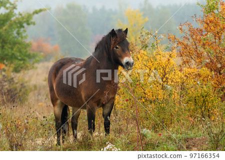 Wild Exmoor pony grazing freely in a steppe landscape, sunny autumn day shortly after sunrise. 97166354