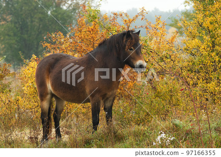 Wild Exmoor pony grazing freely in a steppe landscape, sunny autumn day shortly after sunrise. Wild Exmoor pony grazing freely in a steppe landscape, sunny autumn day shortly after sunrise. 97166355