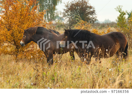 Two wild Exmoor horses grazing freely in a steppe landscape, autumn day shortly after sunrise. Two wild Exmoor horses grazing freely in a steppe landscape, autumn day shortly after sunrise. 97166356