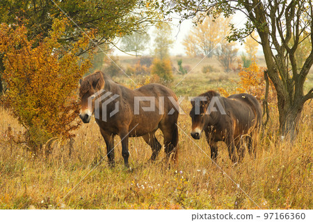 Two wild Exmoor horses grazing freely in a steppe landscape, autumn day shortly after sunrise. 97166360