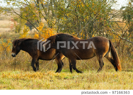 Wild Exmoor ponies grazing freely in a steppe landscape, sunny autumn day shortly after sunrise. 97166363