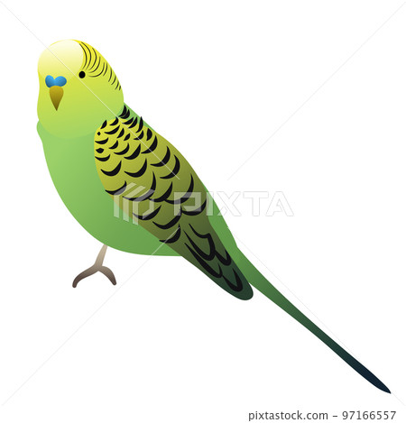 vector cute parrot green with yellow coloration 97166557