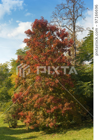 Aesculus flava, yellow buckeye, common buckeye or sweet buckeye. An Aesculus flava tree on the first sunny day in the park in autumn. 97166696