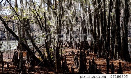 The amazing trees at Caddo Lake in the swamps of Texas 97166805