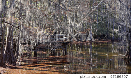 Caddo Lake with its spooky trees in the swamps of Texas 97166807