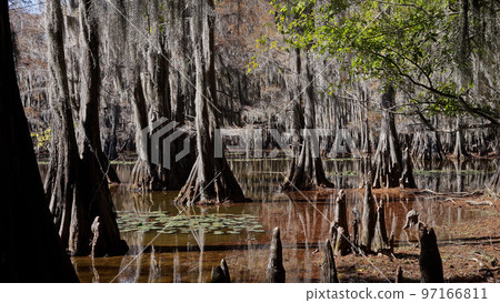 The amazing trees at Caddo Lake in the swamps of Texas 97166811