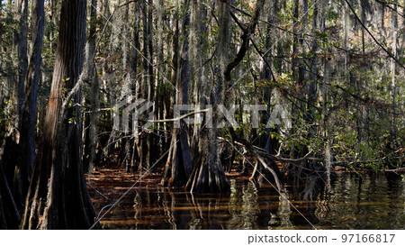 Caddo Lake State Park in Texas with its amazing vegetation and landscape 97166817