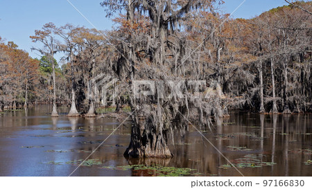 The calm water of Caddo Lake in Texas 97166830