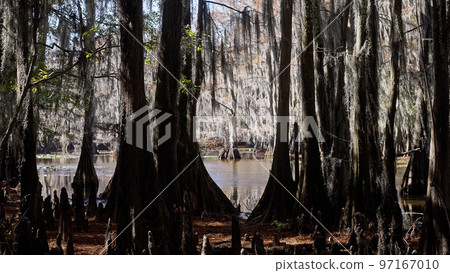 Caddo Lake with its spooky trees in the swamps of Texas 97167010